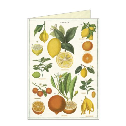 Cavallini Stationery Citrus Greeting Card