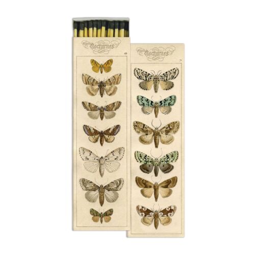 Match Box Moths