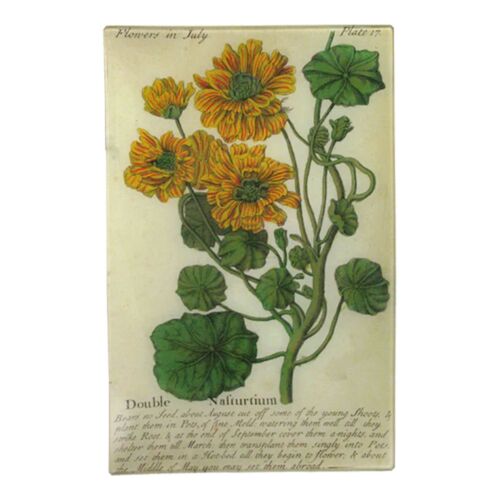  John Derian Decoupage Tray 9x14" Nasturtium