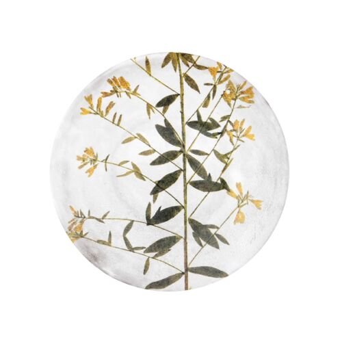 John Derian Botanical Plate Genista