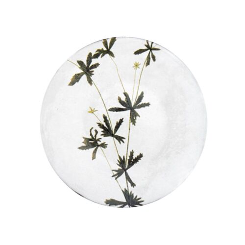 John Derian Botanical Plate Tormentilla