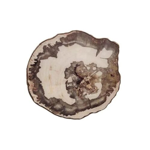 Kim Seybert Coaster Petrified Wood