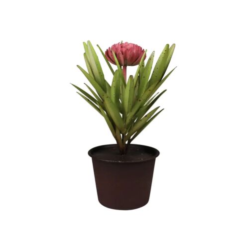 Potted Dahlia