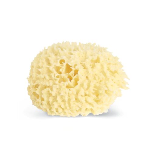 Baudelaire Wool Sponge