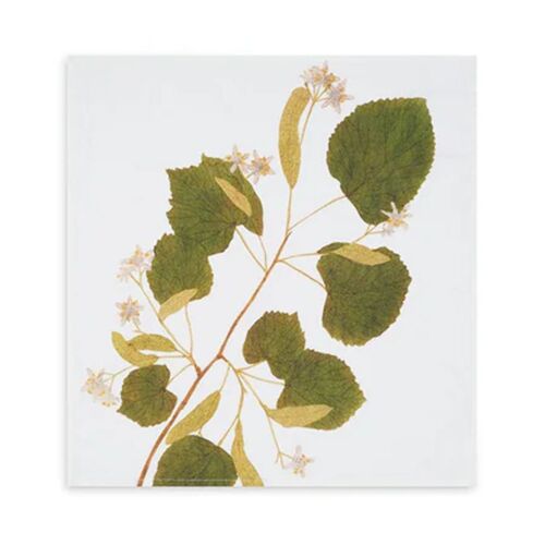 Summerill & Bishop Tisane Herb Limetree Napkin