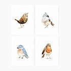 Emily Lex Birds Notecard Set/8