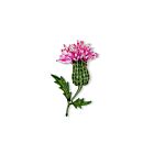 Artisan Brooch Pin Spear Thistle