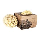 Baudelaire Wool Sponge Boxed Small