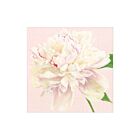 Caspari Paper Cocktail Napkin Pack/20 Duchess Peonies