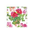 Caspari Paper Cocktail Napkin Pack/20 Trailing Geranium