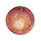 John Derian Harvest Dinner Plate Apple Orange