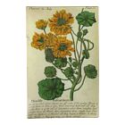  John Derian Decoupage Tray 9x14" Nasturtium