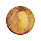 Astier John Derian Harvest Dinner Plate Golden Mala