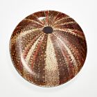 John Derian Sea Urchin Dinner Plate