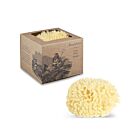 Baudelaire Wool Sponge Boxed Large