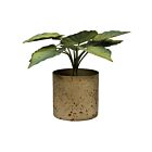 Pot with Green Leaves
