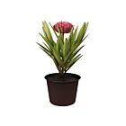 Potted Dahlia
