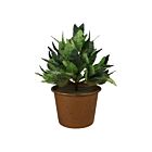 Potted Greens