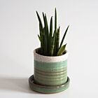 Rachael Pots Succulent Planter Tall Sage