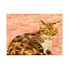Shelter Pet Miss Emmy Card