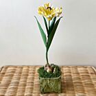 Artisan Porcelain Flower Tulip Bulb Yellow & White in Pot