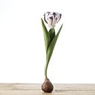 Porcelain Tulip Bulp 'White/Purple' Closed