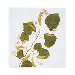 Summerill & Bishop Tisane Herb Limetree Napkin