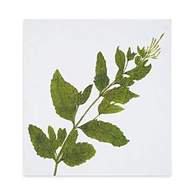 Summerill & Bishop Tisane Herb Verbena Napkin